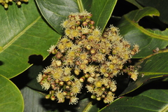 Syzygium tamilnadensis